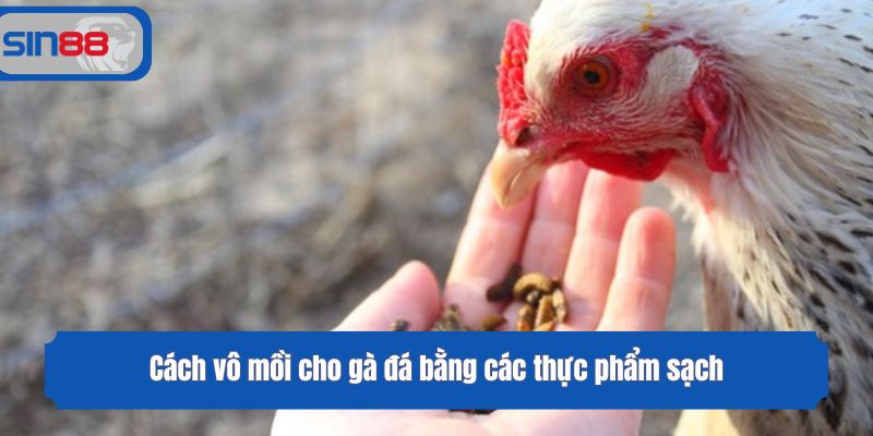 Cách vô mồi cho gà đá bằng các thực phẩm sạch