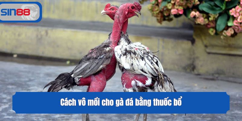 Cách vô mồi cho gà đá bằng thuốc bổ