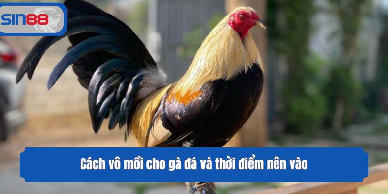 Cách vô mồi cho gà đá và thời điểm nên vào