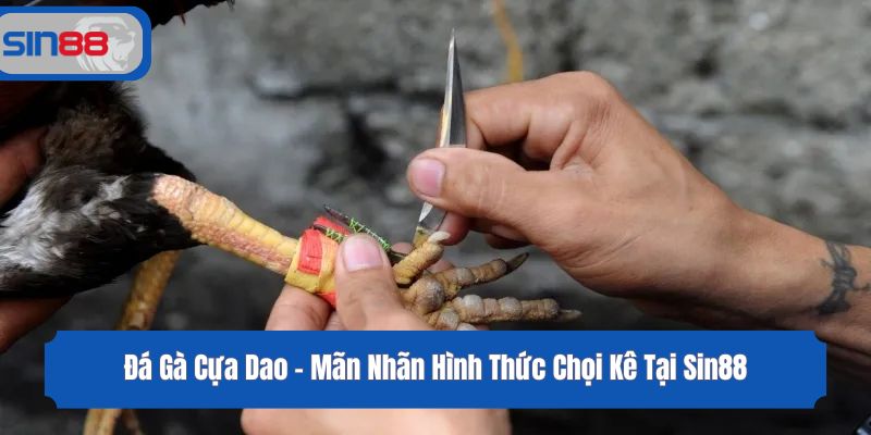 Đá Gà Cựa Dao - Mãn Nhãn Hình Thức Chọi Kê Tại Sin88