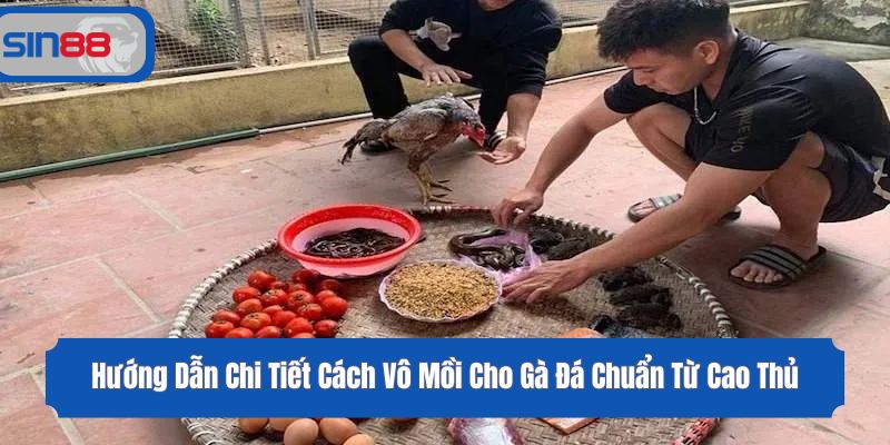 Hướng Dẫn Chi Tiết Cách Vô Mồi Cho Gà Đá Chuẩn Từ Cao Thủ