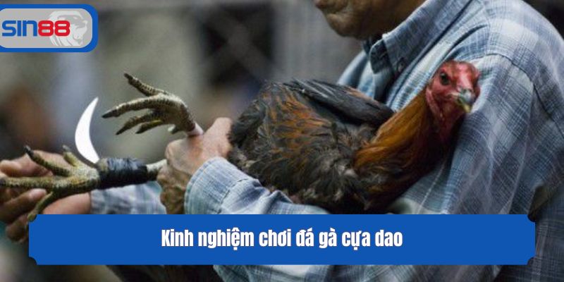 Kinh nghiệm chơi đá gà cựa dao