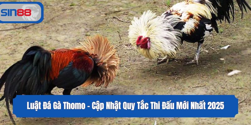 Luật Đá Gà Thomo - Cập Nhật Quy Tắc Thi Đấu Mới Nhất 2025