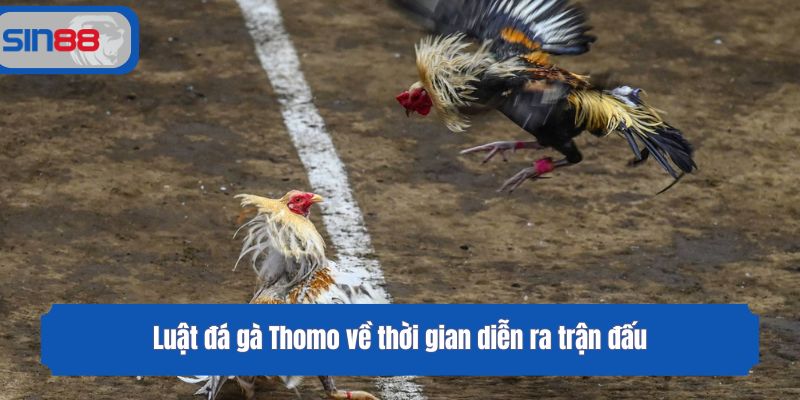 Luật đá gà Thomo về thời gian diễn ra trận đấu
