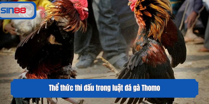 Thể thức thi đấu trong luật đá gà Thomo