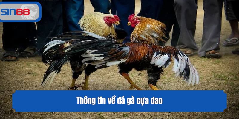 Thông tin về đá gà cựa dao