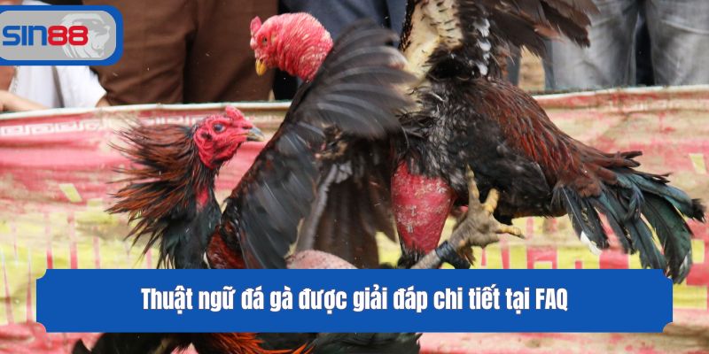 Thuật ngữ đá gà được giải đáp chi tiết tại FAQ