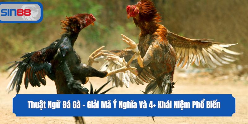 Thuật Ngữ Đá Gà - Giải Mã Ý Nghĩa Và 4+ Khái Niệm Phổ Biến