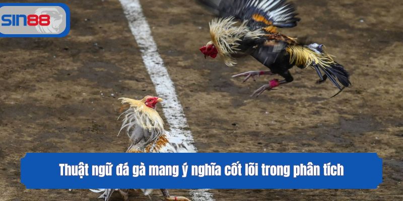 Thuật ngữ đá gà mang ý nghĩa cốt lõi trong phân tích