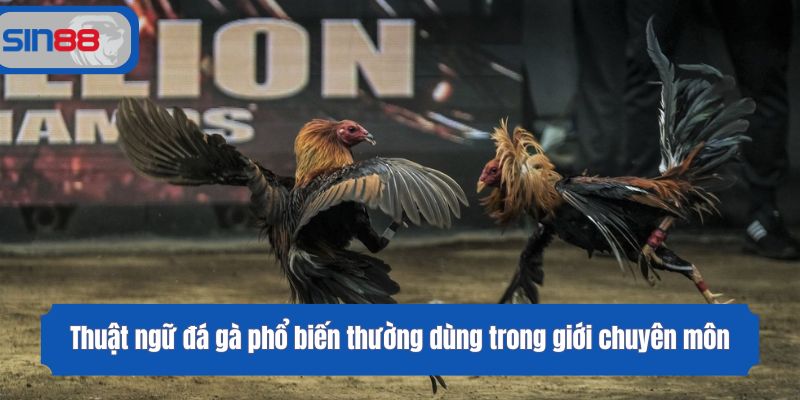 Thuật ngữ đá gà phổ biến thường dùng trong giới chuyên môn