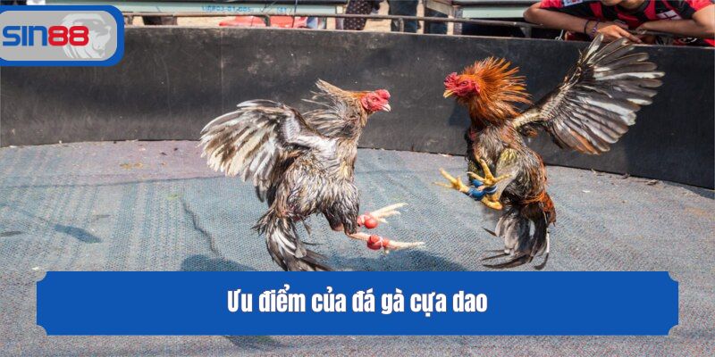 Ưu điểm của đá gà cựa dao