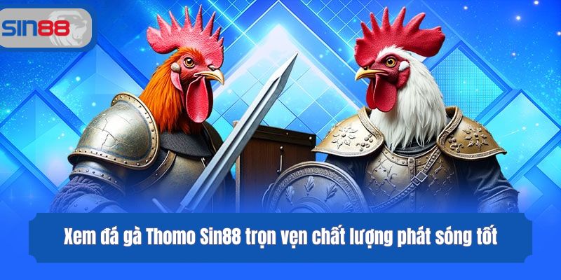 Xem đá gà Thomo Sin88 trọn vẹn chất lượng phát sóng tốt