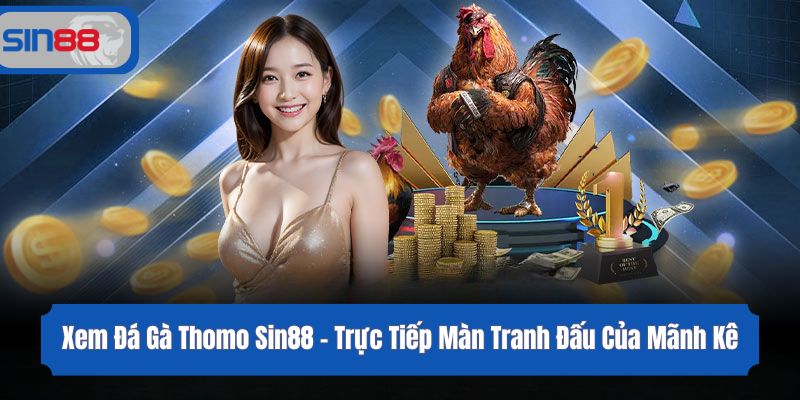 Xem Đá Gà Thomo Sin88 - Trực Tiếp Màn Tranh Đấu Của Mãnh Kê